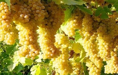 خرید ۳ هزار و ۵۰۰ تن انگور از باغداران برای تولید کنسانتره در استان سمنان