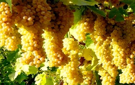 خرید ۳ هزار و ۵۰۰ تن انگور از باغداران برای تولید کنسانتره در استان سمنان