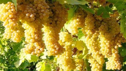 خرید ۳ هزار و ۵۰۰ تن انگور از باغداران برای تولید کنسانتره در استان سمنان