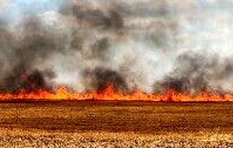 مهار آتش سوزی بادامستانهای کهگیلویه