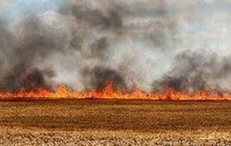 مهار آتش سوزی بادامستانهای کهگیلویه