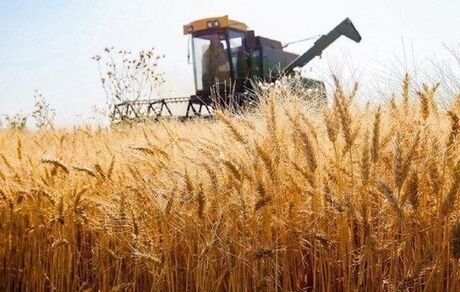 تاکید بر استفاده گندم‌کاران از کمباین‌های دارای معاینه فنی