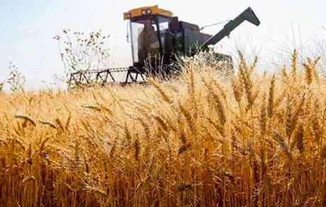 بازنگری در قیمت خرید تضمینی گندم