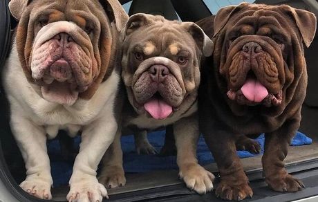 شرط عجیب عربستانی‌ها برای بازیکن سابق لیورپول