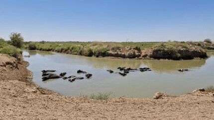 ورود آب به تالاب هورالعظیم