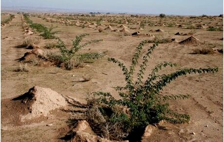 به‌روزرسانی دستورالعمل‌های بیابان‌زدایی برای مقابله با فرسایش بادی