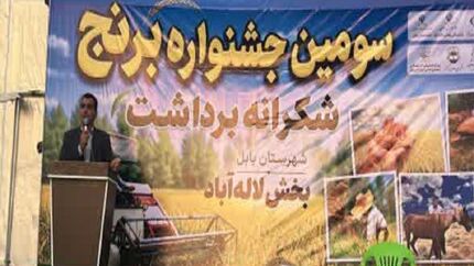 سومین جشنواره برداشت برنج در بخش لاله آباد بابل برگزار شد