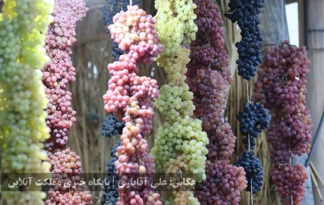 ثبت «جشنواره انگور ارومیه» در تقویم رویدادهای گردشگری ایران 