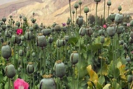 شناسایی و امحا مزرعه کشت خشخاش در دلفان