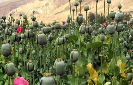 شناسایی و امحا مزرعه کشت خشخاش در دلفان