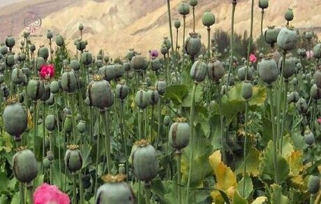 شناسایی و امحا مزرعه کشت خشخاش در دلفان