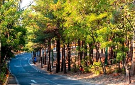 کاشت ۲۵ هزار اصله درخت در بوستان جنگلی چیتگر 