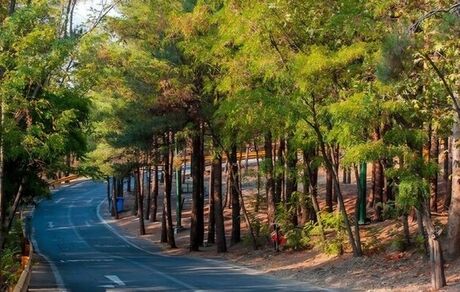کاشت ۲۵ هزار اصله درخت در بوستان جنگلی چیتگر 