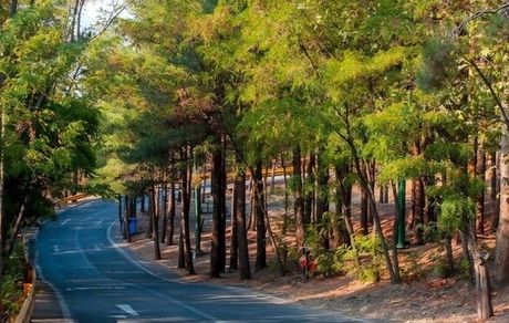 کاشت ۲۵ هزار اصله درخت در بوستان جنگلی چیتگر 