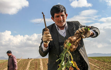 اصلاحیه قیمت خرید تضمینی چغندرقند برای سال زراعی آینده ابلاغ شد