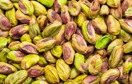 برداشت پسته در ۵۷۰۰ هکتار از باغات تفت آغاز شد