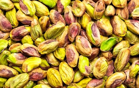 برداشت پسته در ۵۷۰۰ هکتار از باغات تفت آغاز شد