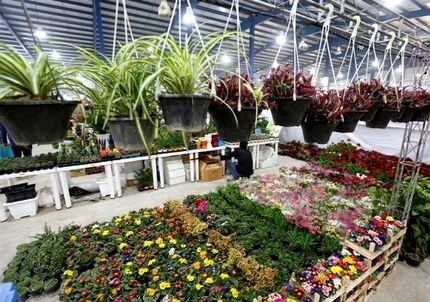 آغاز دومین نمایشگاه تخصصی گل و گیاه در تبریز