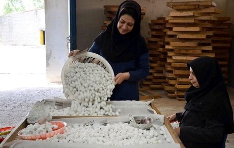 ایجاد اشتغال پایدار از طریق احیای ۱۰۰۰ تعاونی روستایی