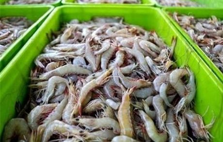 تمام میگوی پرورشی با برند ایران صادر می شود