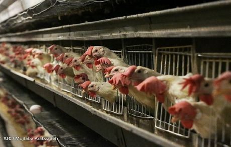 نرخ هر کیلو مرغ به ۱۷ هزار و ۹۰۰ تومان رسید