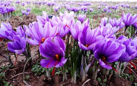 افزایش ۱۰ درصدی کشت زعفران در استان یزد