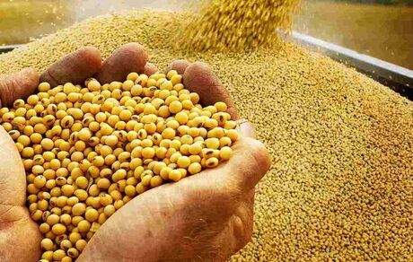 تغییر سود بازرگانی کنجاله سویا