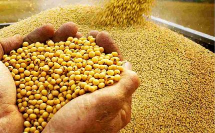 تغییر سود بازرگانی کنجاله سویا