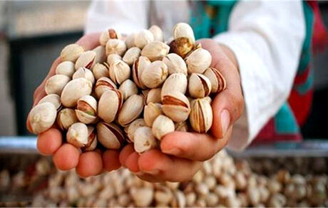 تولید پسته در کشور افزایش یافت