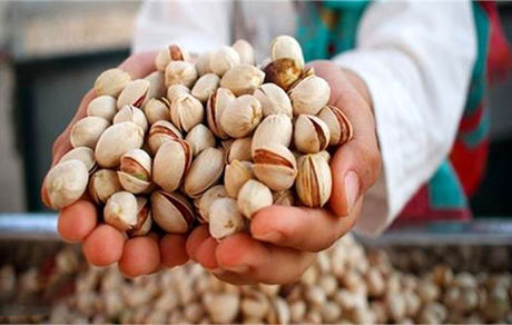 تولید پسته در کشور افزایش یافت
