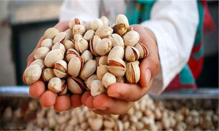 تولید پسته در کشور افزایش یافت