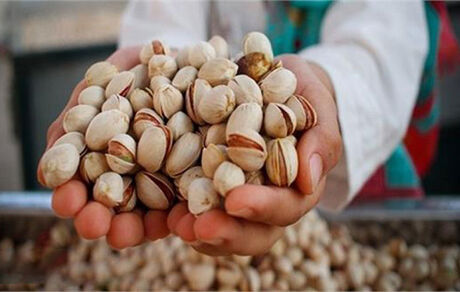 تولید پسته در کشور افزایش یافت