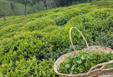 نخستین باغ چای ایران در لاهیجان ثبت ملی شد