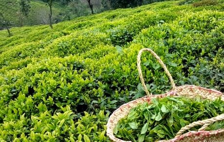 نخستین باغ چای ایران در لاهیجان ثبت ملی شد