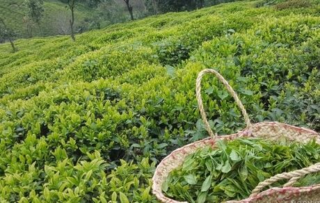 نخستین باغ چای ایران در لاهیجان ثبت ملی شد