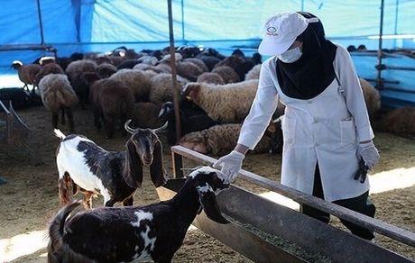 خدمات رسانی ۸۵۰ جایگاه ثابت در روز عید قربان