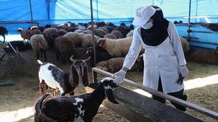 خدمات رسانی ۸۵۰ جایگاه ثابت در روز عید قربان