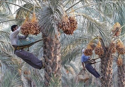 خرید تضمینی و توافقی خرما در زمان مناسب انجام می‌شود
