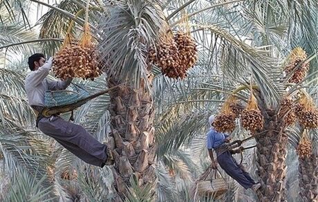 خرید تضمینی و توافقی خرما در زمان مناسب انجام می‌شود