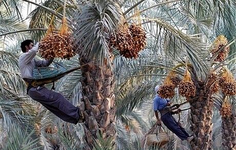 خرید تضمینی و توافقی خرما در زمان مناسب انجام می‌شود