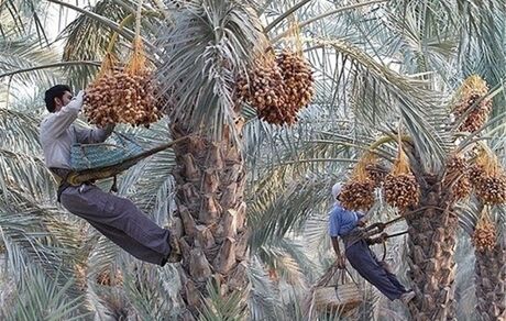 خرید تضمینی و توافقی خرما در زمان مناسب انجام می‌شود
