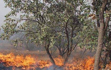 مهار آتش سوزی جنگل‌های کوهستان «قلارنگ» واقع در شهرستان سیروان