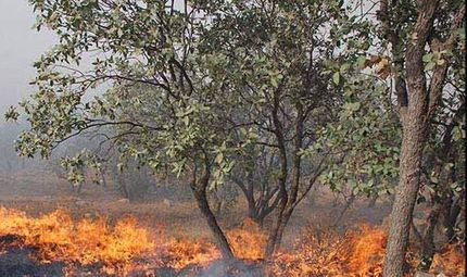 مهار آتش سوزی جنگل‌های کوهستان «قلارنگ» واقع در شهرستان سیروان