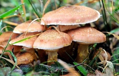 قارچ سمی، ۳ نفر را در استان چهارمحال و بختیاری راهی بیمارستان کرد / مواظب باشید