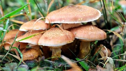 قارچ سمی، ۳ نفر را در استان چهارمحال و بختیاری راهی بیمارستان کرد / مواظب باشید