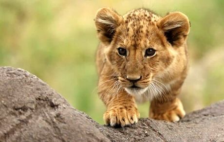 یک قلاده شیر ۳ ساله در قزوین درگذشت