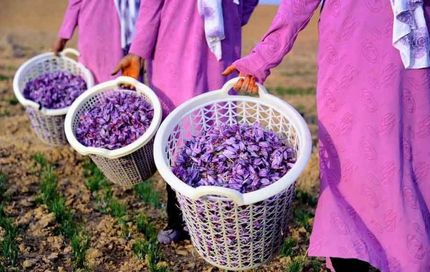 کاهش ۵۰ درصدی برداشت زعفران در گناباد