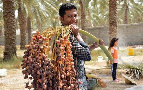 پیشبینی تولید یک میلیون و ۳۰۰ هزارتن خرما در کشور