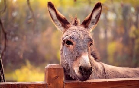 بازداشت پدر و پسر عامل ذبح غیرمجاز الاغ در یکی از روستاهای مسیر جاده قزوین به رشت