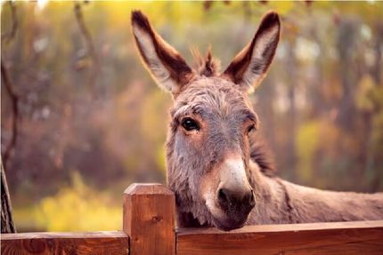 بازداشت پدر و پسر عامل ذبح غیرمجاز الاغ در یکی از روستاهای مسیر جاده قزوین به رشت